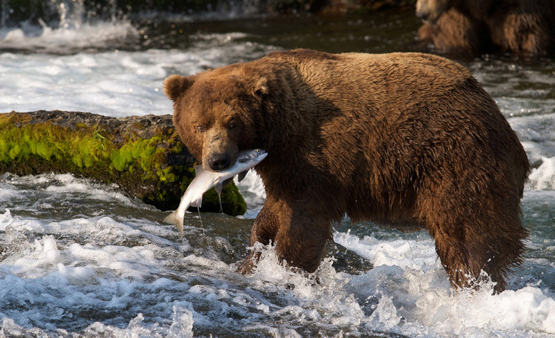 In this photo taken July 17 and provided by explore.org, a brown bear catches a salmon at Brooks Falls, Katmai National Park in Alaska. The park is home to 2,200 bears.