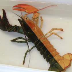 Split Lobster