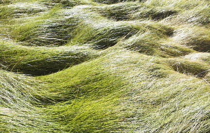 “Grass Waves” by Jos Ruks
