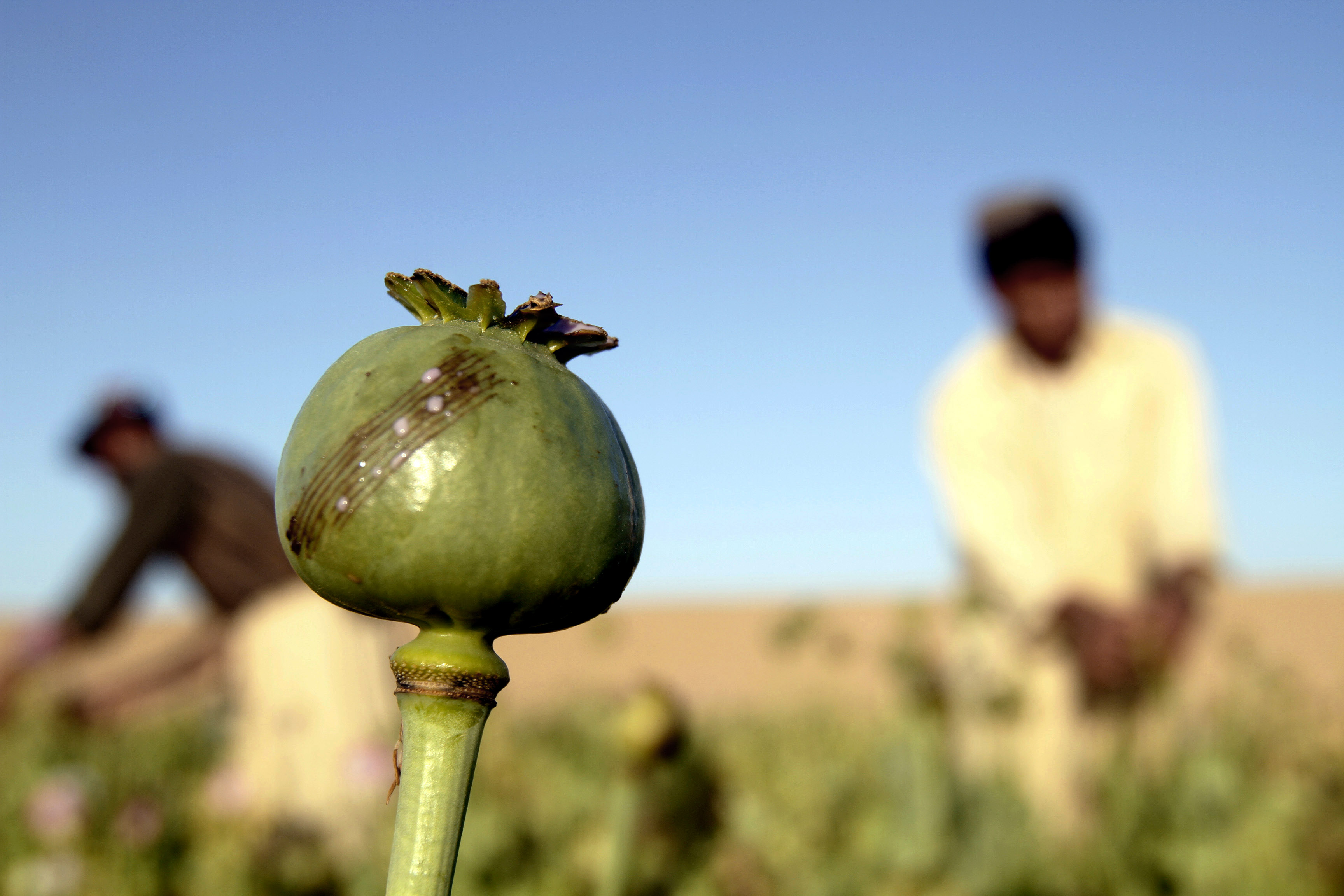 Afghan Farmers Expect Super Poppies To Produce Huge Opium Harvest