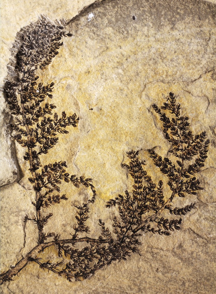 A large intact specimen of the fossil, Montsechia. Usually only small fragmentary pieces of the fossil are found. Photo by David Dilcher, Indiana University