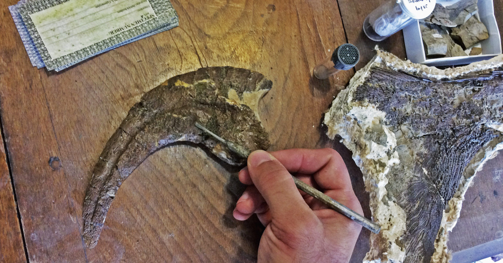 Robert DePalma, curator of vertebrate paleontology at the Palm Beach Museum of Natural History in West Palm Beach, Fla., examines the fierce foot claw and other bones of a newly discovered species of raptor called Dakotaraptor, whose fossils were found in South Dakota.