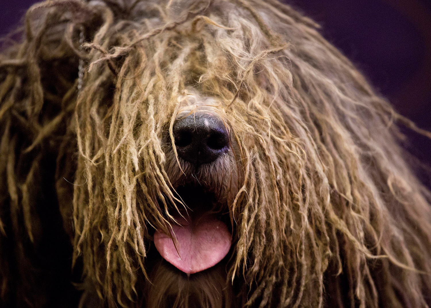 More new dog breeds, obedience to be on show at Westminster competition