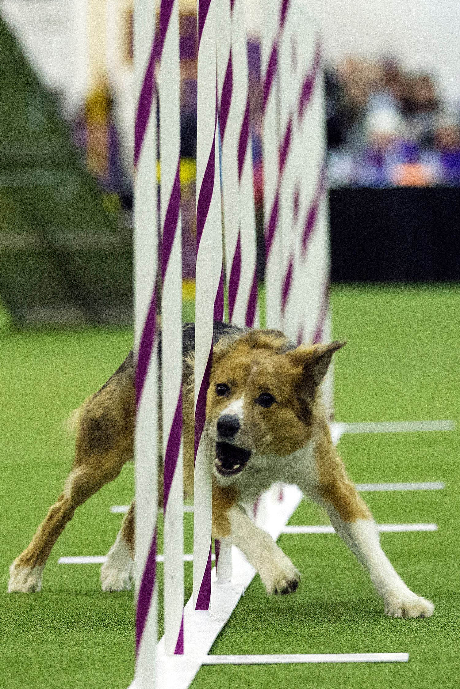 At Westminster dog show, agility puts border collies front and center