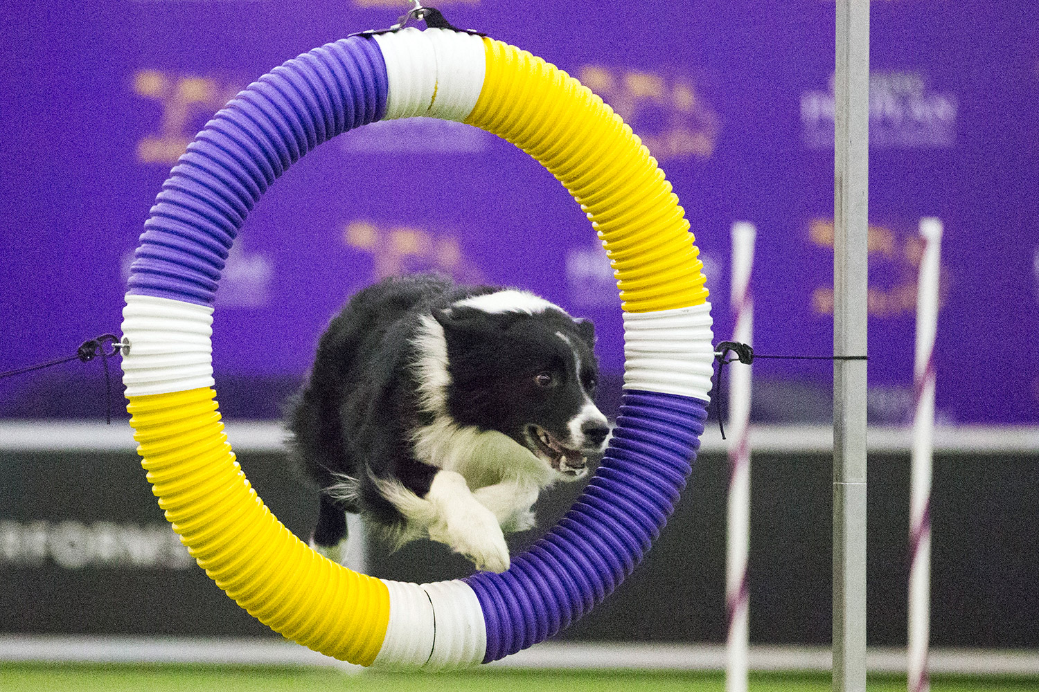 At Westminster dog show, agility puts border collies front and center