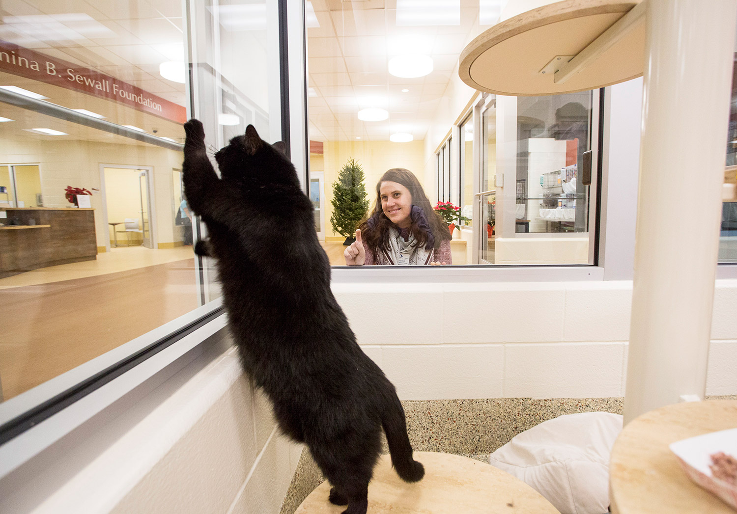 Animal Refuge League in Westbrook opens shelter with lots of room to roam