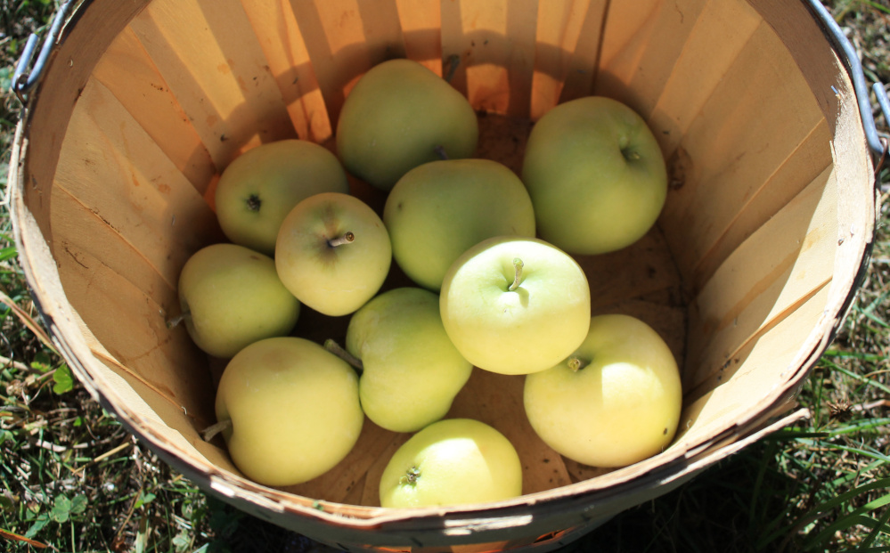 Cortland Apples - Bulk Natural Foods