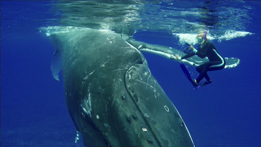 Video: Brunswick marine biologist believes whale saved her from shark