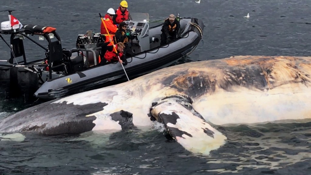 Dead whale that beached itself in Maine goes missing after storm