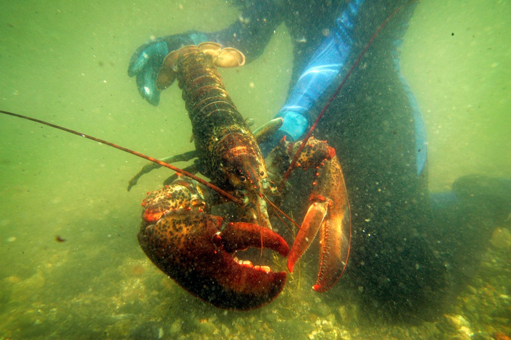 The Gulf of Maine is simmering, but its lobsters seem fine — for now - The  Washington Post