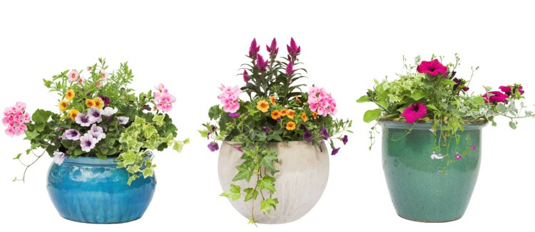 The Secret to Great Garden Containers: Thrillers, Fillers, and