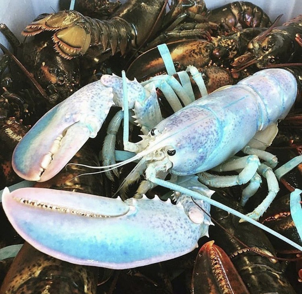 lobster colors