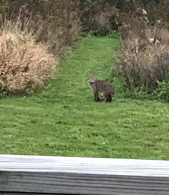 PHOTO: Bobcat Spotted on Oenoke Ridge Road Property