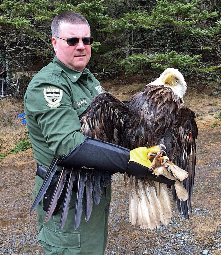 Bald eagle, the oldest documented in Maine, is euthanized after a fall