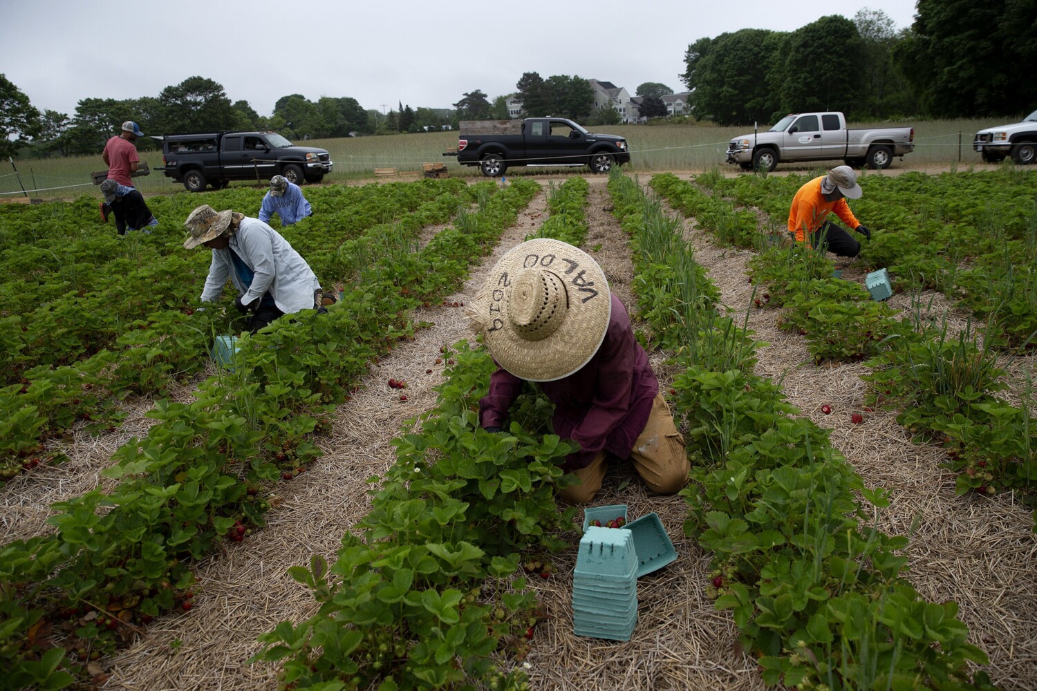 Two Men and a Little Farm: LOLLIPOPS OR SUCKERS FRIDAY DEBATE