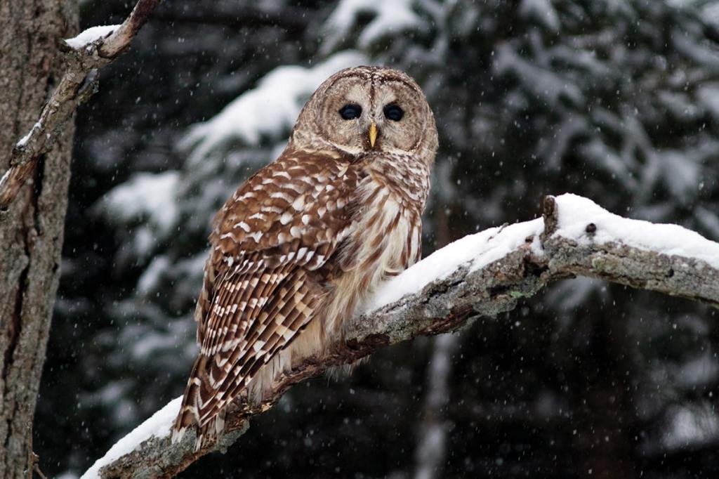 Owl Pellets' offer insight on feeding habits – Daily Democrat