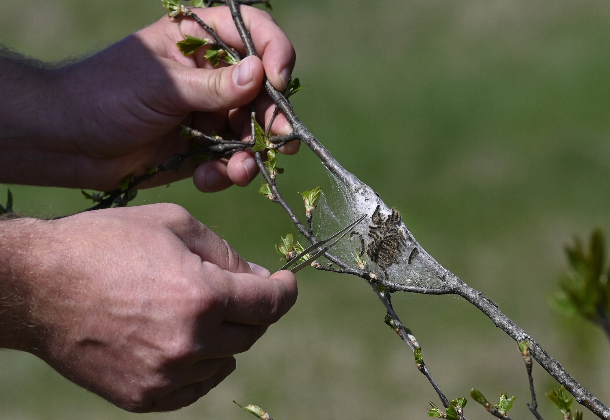 Clothes Moths: Got Pests? : Board of Pesticides Control: Maine DACF