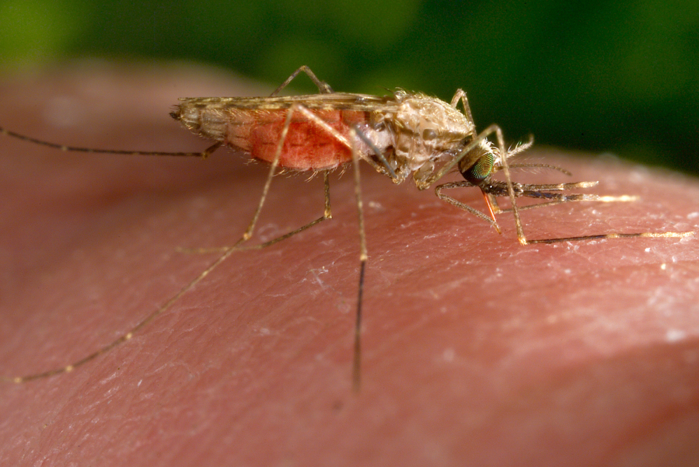 Maine CDC finds 6 cases of West Nile virus in birds; 1 in a human