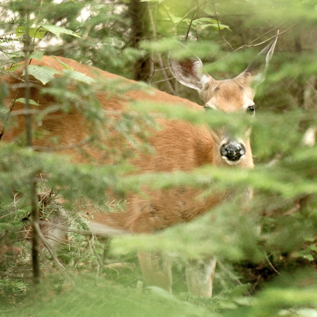 hunting-why-shop-for-meat-when-you-can-hunt-for-your-own-meal