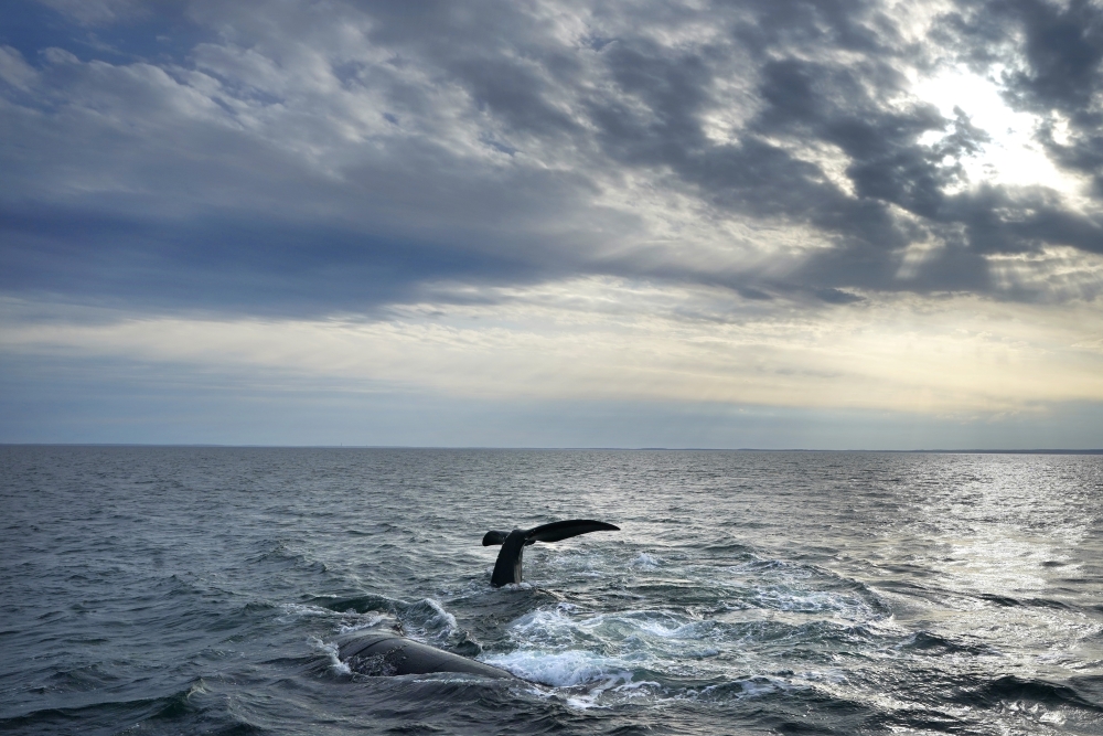 Opinion: Caring for the Gulf of Maine signals deep appreciation