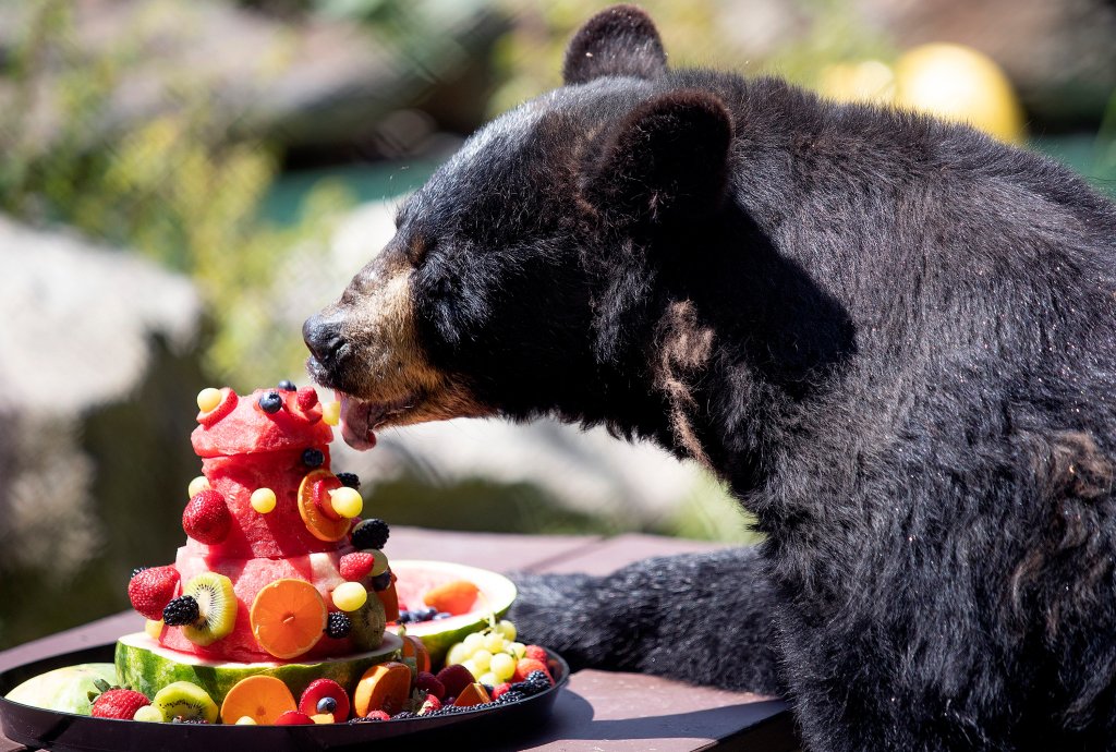 Suzie the black bear celebrates her 30th birthday at the Maine Wildlife Park in Gray