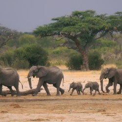 Elephants for Food