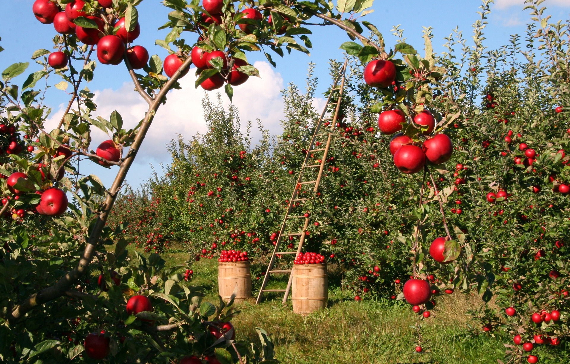 Enjoy a Real Maine Fall Season