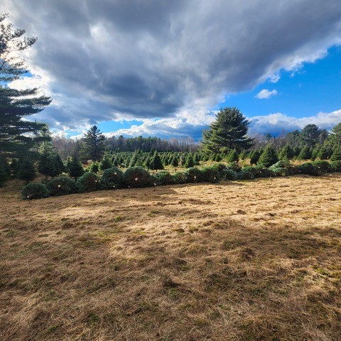 The Giving Tree: Christmas trees provide joy, and they do so much more